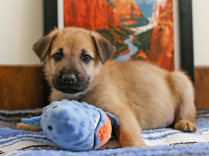 chinook puppy